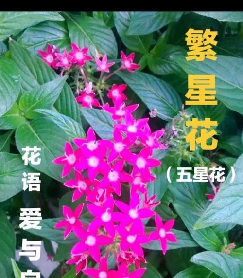 繁星花的花语与爱情有何关联？