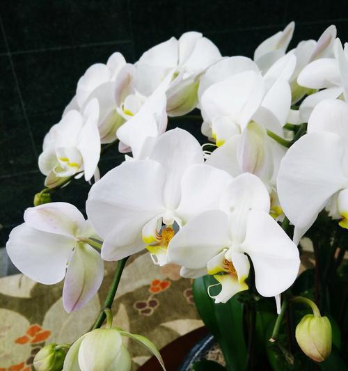 晚香玉花的花语包含哪些含义？