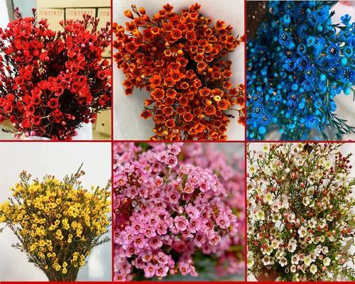 粉色欧洲腊梅的花语代表什么？