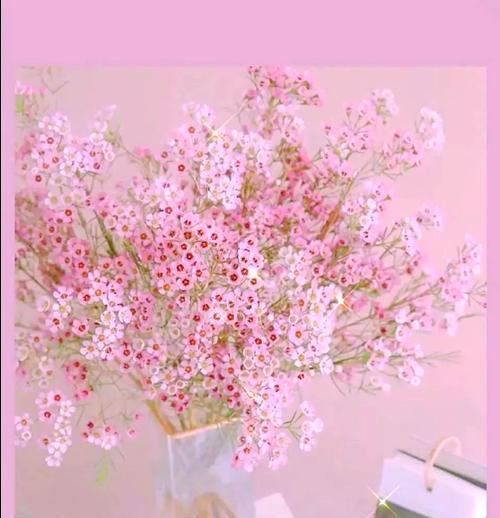 粉色欧洲腊梅的花语代表什么？