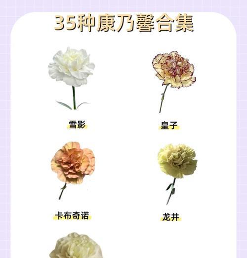 菊花和康乃馨的花语分别是什么？