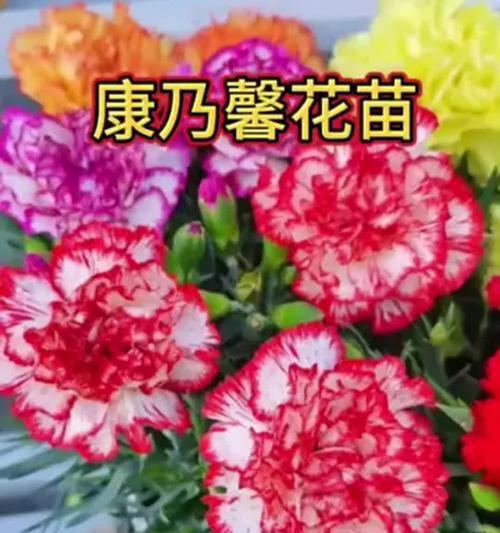 花木中康乃馨的花语具体是什么？