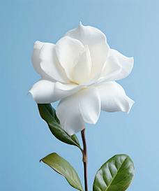 青色栀子花的花语是什么？栀子花花语有哪些？
