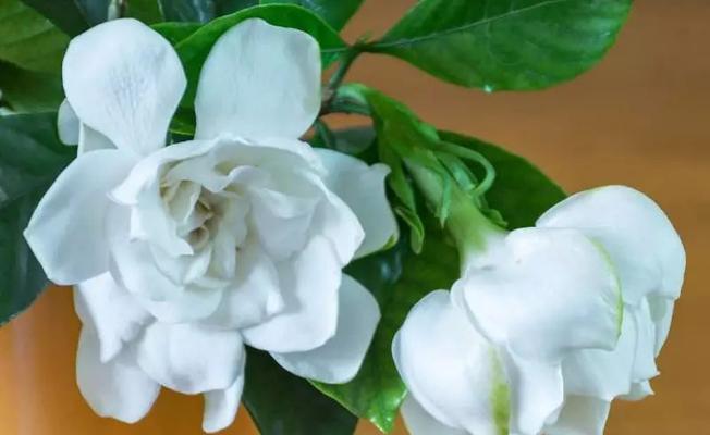 青色栀子花的花语是什么？栀子花花语有哪些？