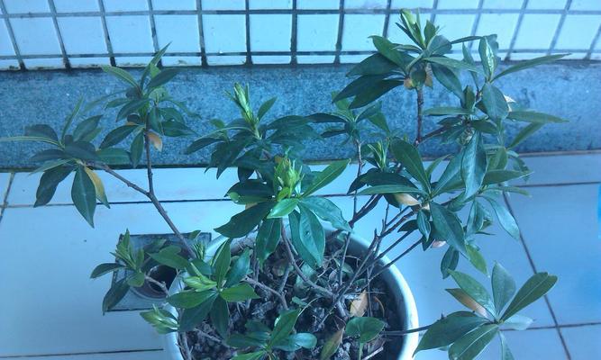 青色栀子花的花语是什么？栀子花花语有哪些？