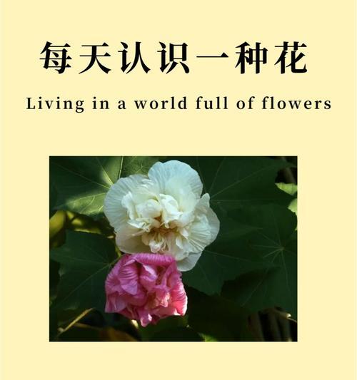芙蓉花的花色和花语是什么？芙蓉花代表什么？