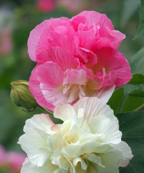 芙蓉花的花色和花语是什么？芙蓉花代表什么？
