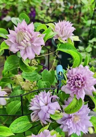 重瓣铁线莲的花语是什么？铁线莲有哪些花语？
