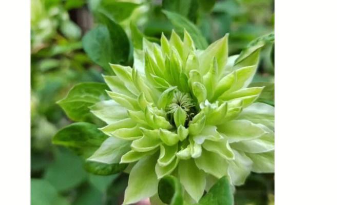 重瓣铁线莲的花语是什么？铁线莲有哪些花语？
