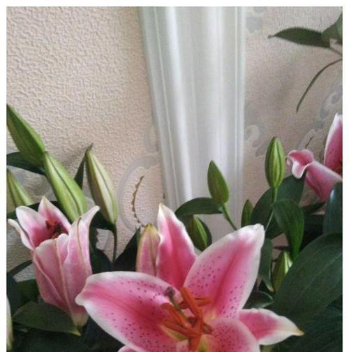 百合花的花语是什么？姬百合有何特别含义？
