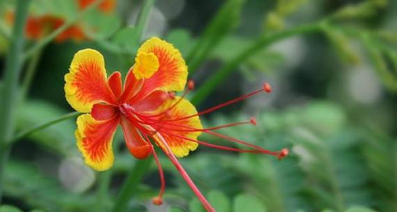 哪种花的花语是清醒？清醒花语的花有哪些？