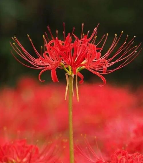 彼岸花的花语是什么？如何搜索彼岸花的花语？