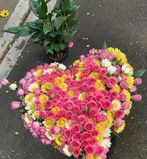 心愿是哪种花的花语？心愿花语的花有哪些？