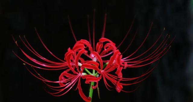 彼岸花黑色花语是什么？有哪些特别含义？