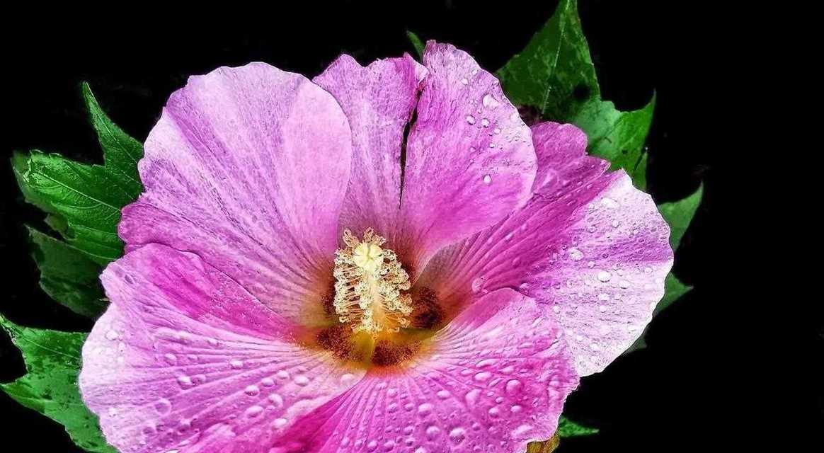 芙蓉花语和寓意有哪些？如何理解芙蓉的象征意义？