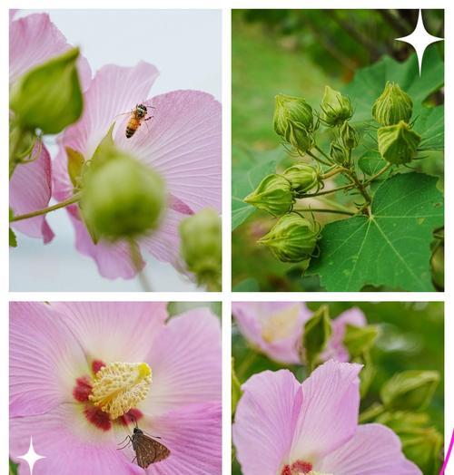 芙蓉花语和寓意有哪些？如何理解芙蓉的象征意义？