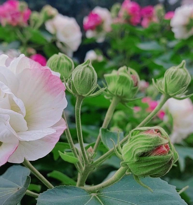 芙蓉花语和寓意有哪些？如何理解芙蓉的象征意义？