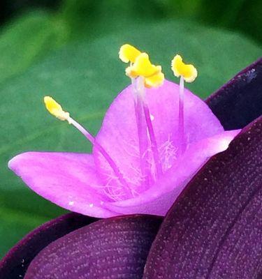 紫鸭拓草的花语是什么？它代表了什么？