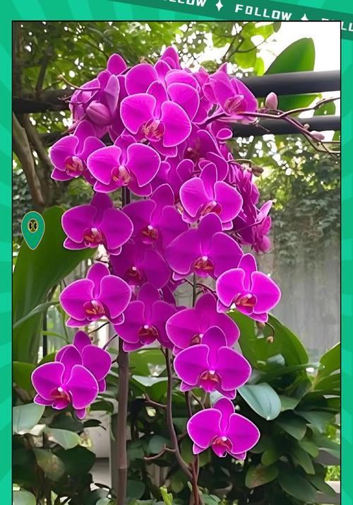 紫色夜来香的花语有哪些？它象征着什么？