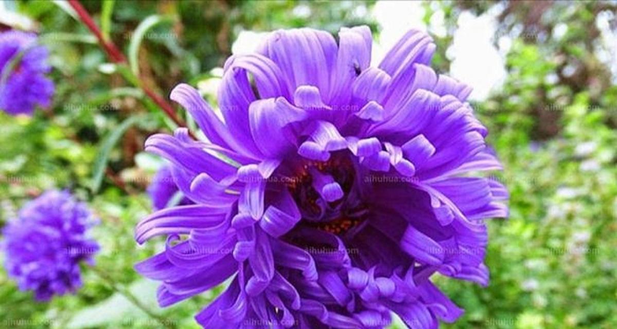 紫色夜来香的花语有哪些？它象征着什么？