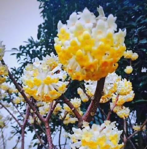 结香的花语包括哪些内容？结香代表了什么？