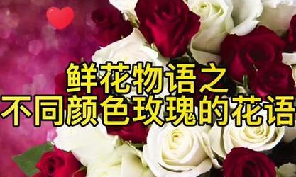 不同颜色的玫瑰花语分别是什么？各有什么含义？