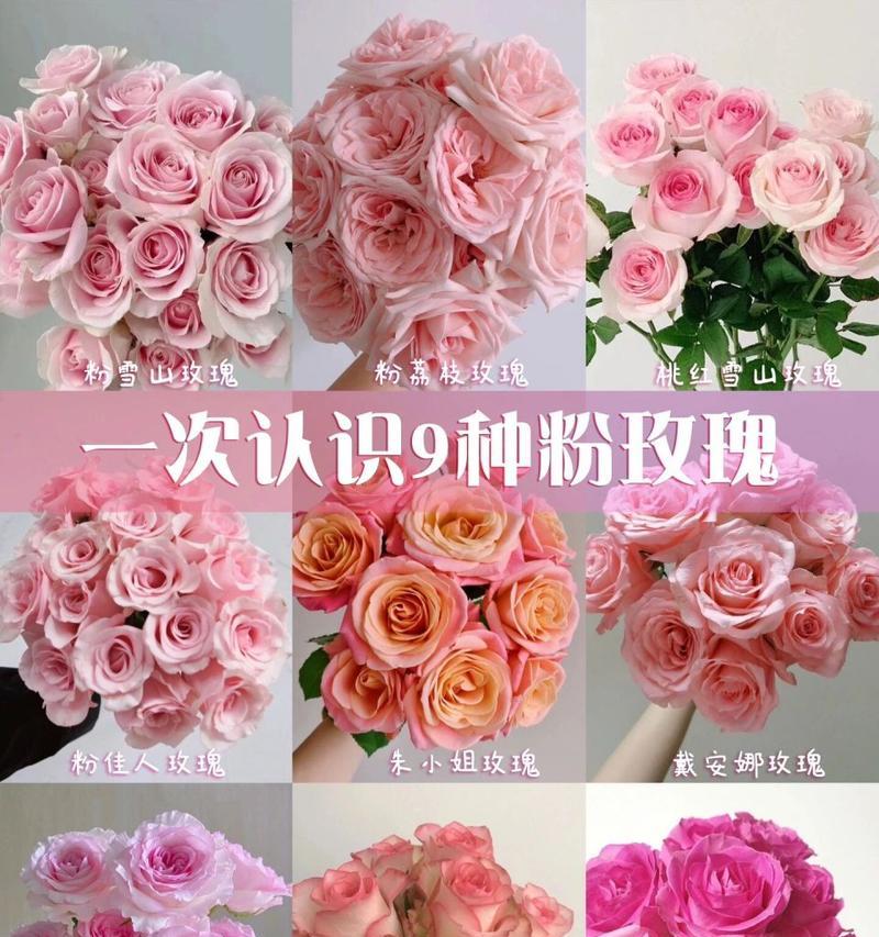 不同颜色的玫瑰花语分别是什么？各有什么含义？