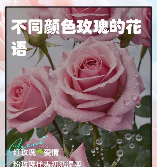 不同颜色的玫瑰花语分别是什么？各有什么含义？