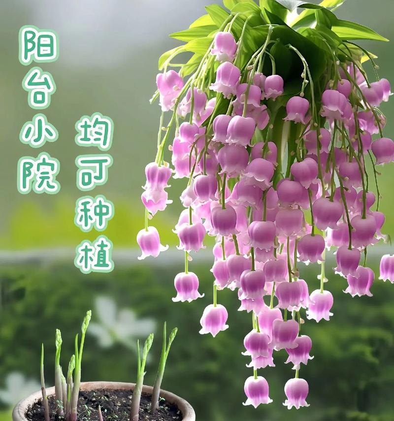 铃兰花的花语和含义是什么？铃兰象征着什么？