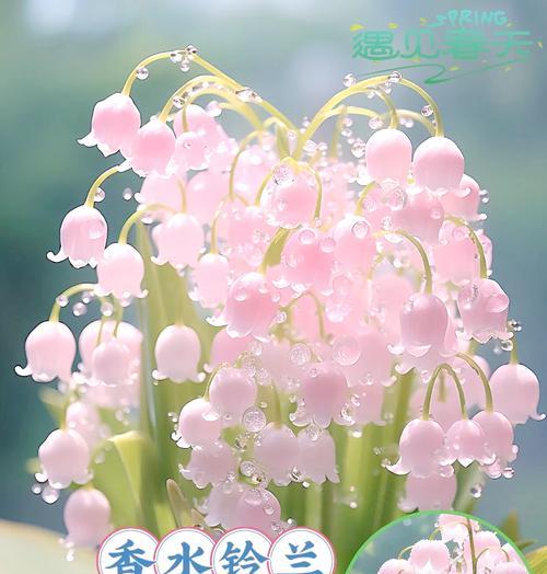 铃兰花的花语和含义是什么？铃兰象征着什么？
