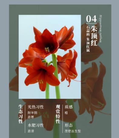火焰兰桔色的花语是什么？它有哪些特别的含义？