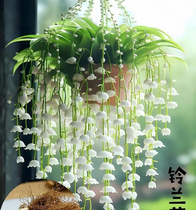 铃兰花不同颜色的花语是什么？各有什么寓意？