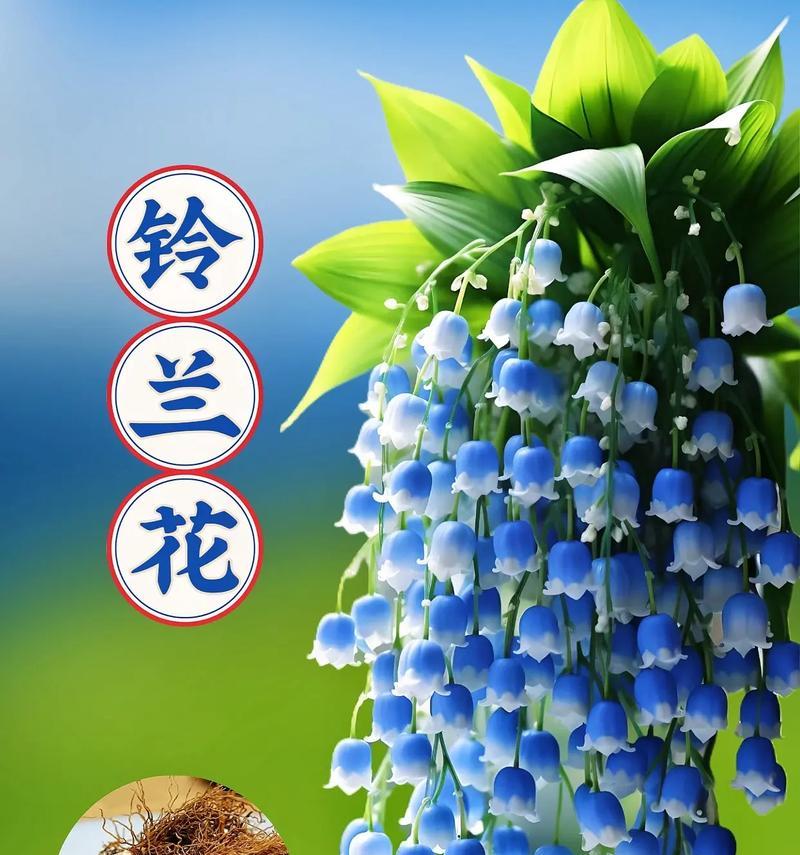 铃兰花不同颜色的花语是什么？各有什么寓意？