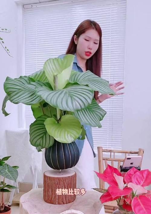 青苹果盆栽的花语是什么？它有哪些寓意？