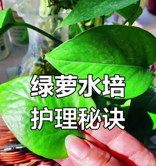 水培绿萝的花语是什么？它代表了什么？