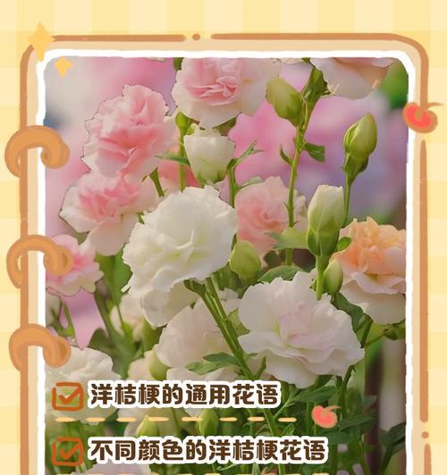 缤纷洋桔梗的花语有哪些？它象征着什么？