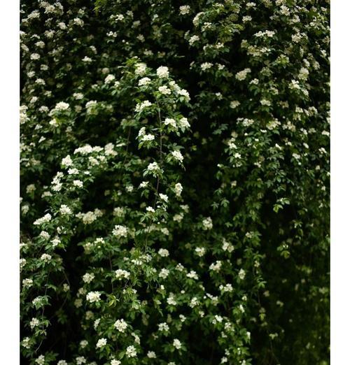 甜蜜木香花的花语是什么？它有哪些含义？