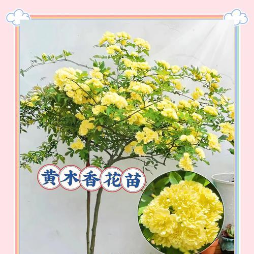 甜蜜木香花的花语是什么？它有哪些含义？