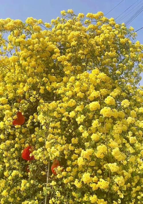 甜蜜木香花的花语是什么？它有哪些含义？