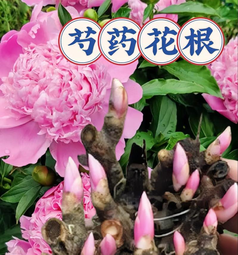 哪种花的花语代表专一？专一的花语有哪些？