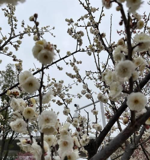 细叉梅花的花语有哪些含义？
