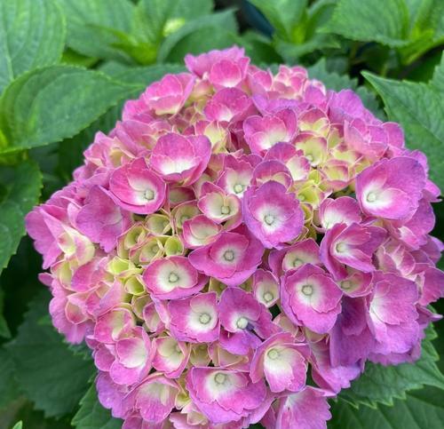 粉色大绣球花语表达什么情感？