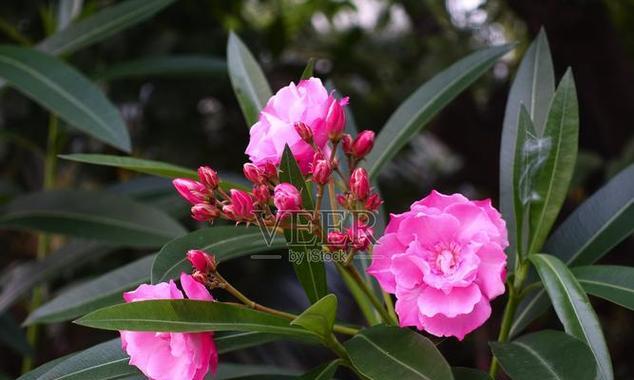 粉色浦公英的花语是什么？