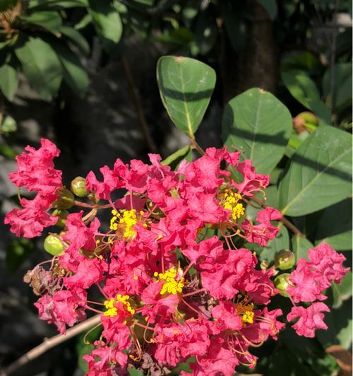 粉色浦公英的花语是什么？