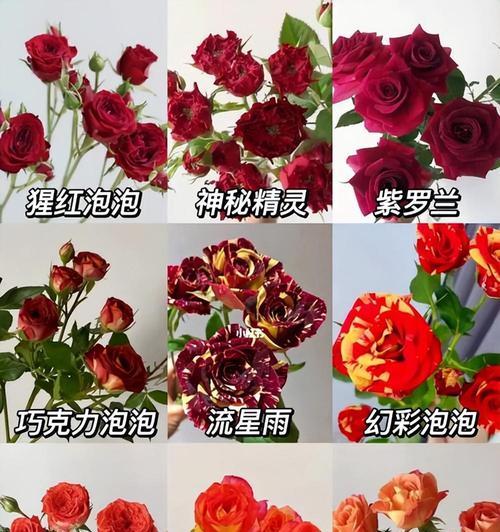 粉色玫瑰花语言代表什么？