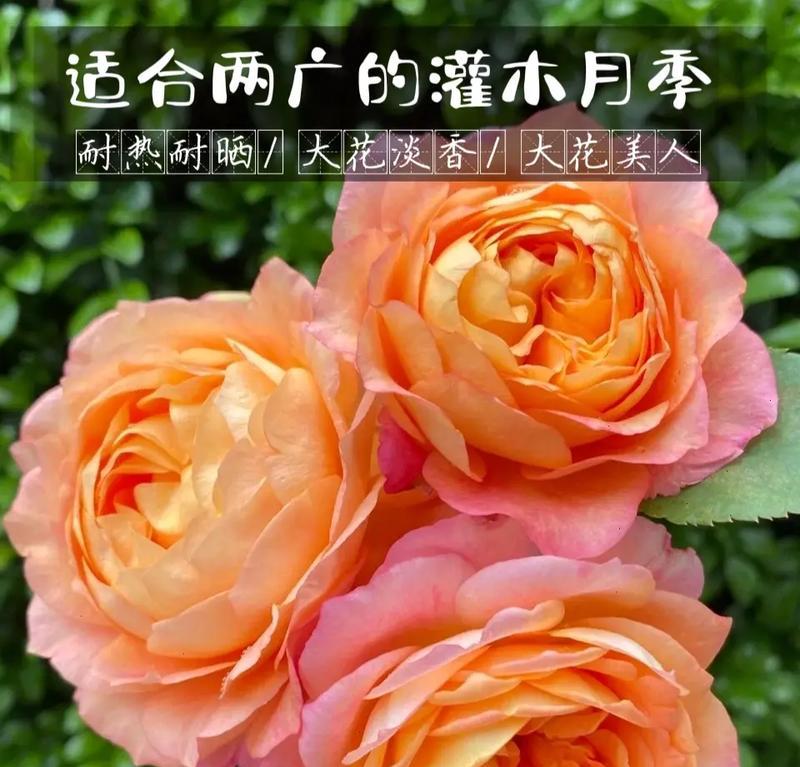月季花的花语寓意是什么？