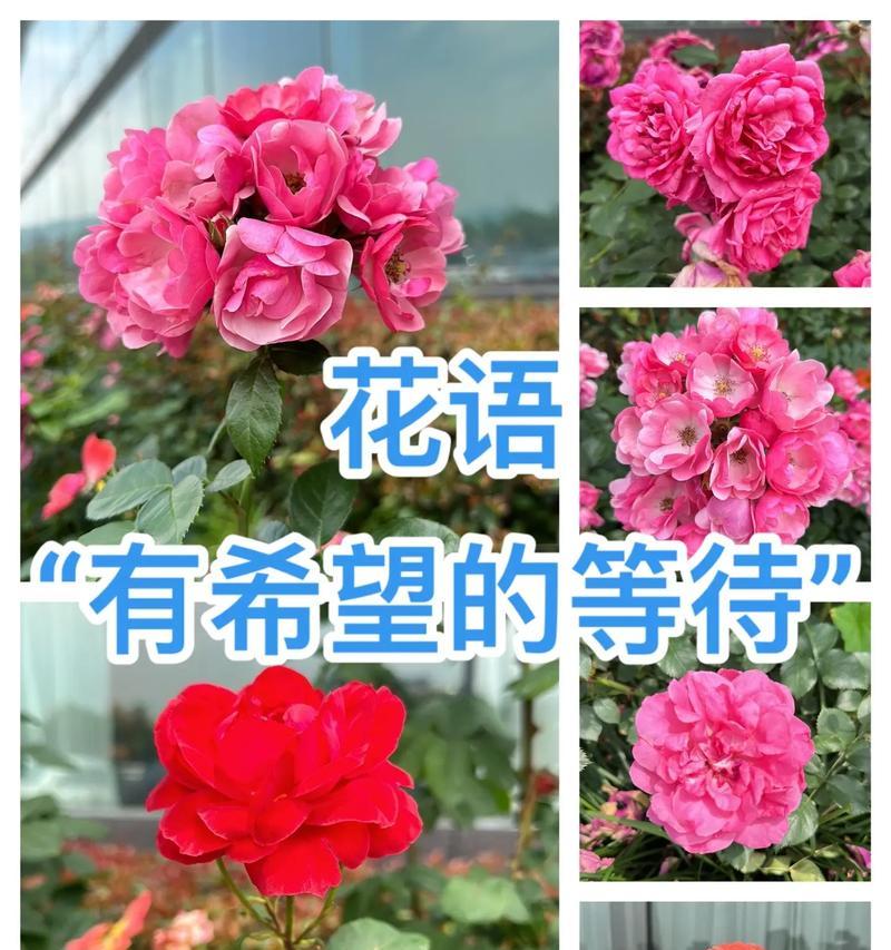 月季花的花语寓意是什么？