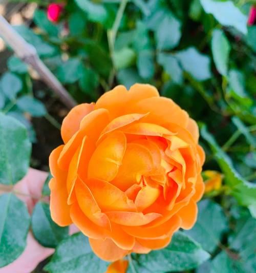 月季花的花语寓意是什么？