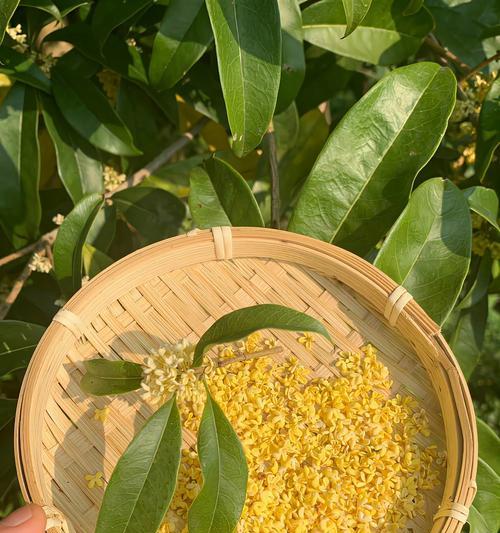 红贵花的花语代表什么？