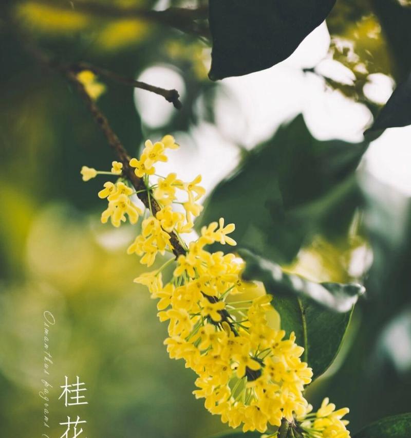 红贵花的花语代表什么？